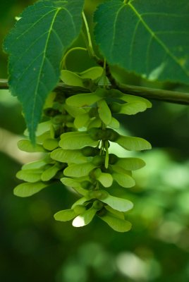 Acer davidii ssp. Grosseri - javor Davidův hrubý - nažka